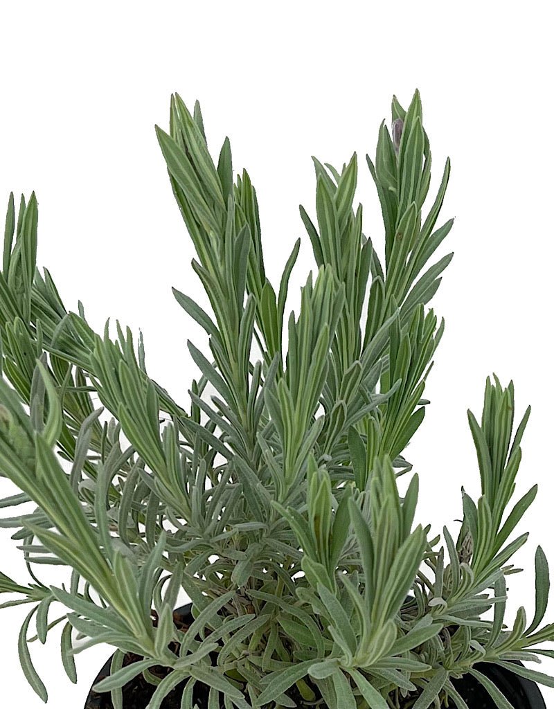 Lavandula 'Ghostly Princess' Quart - The Garden Corner