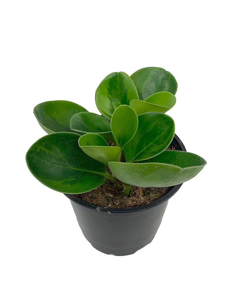 peperomia obtusifolia hanging plant Peperomia obtusifolia Lemon Lime – The Garden Corner