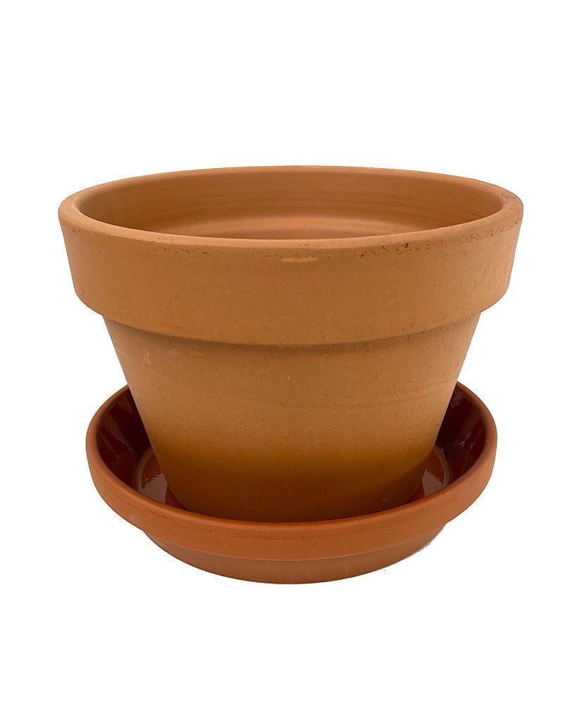 Azalea Terracotta Pot - The Garden Corner