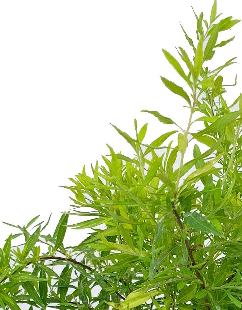 Spirea t. 'Ogon' 1 Gallon - The Garden Corner