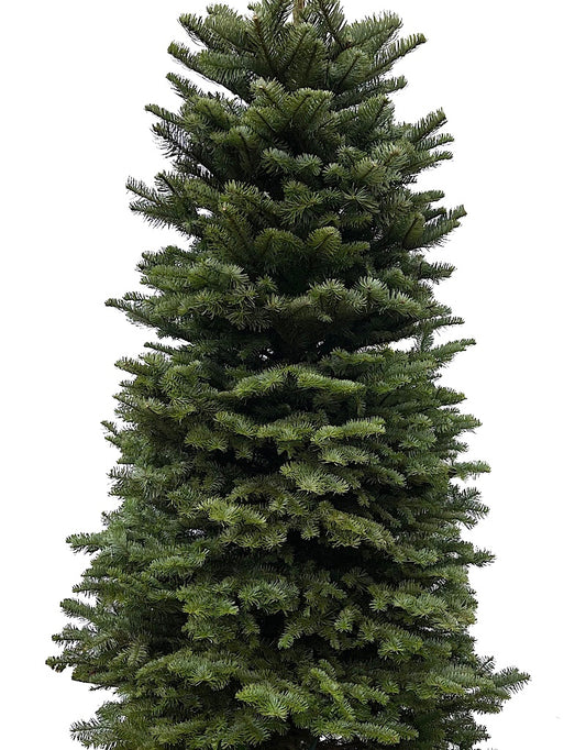 Christmas Tree - Christmas Trees