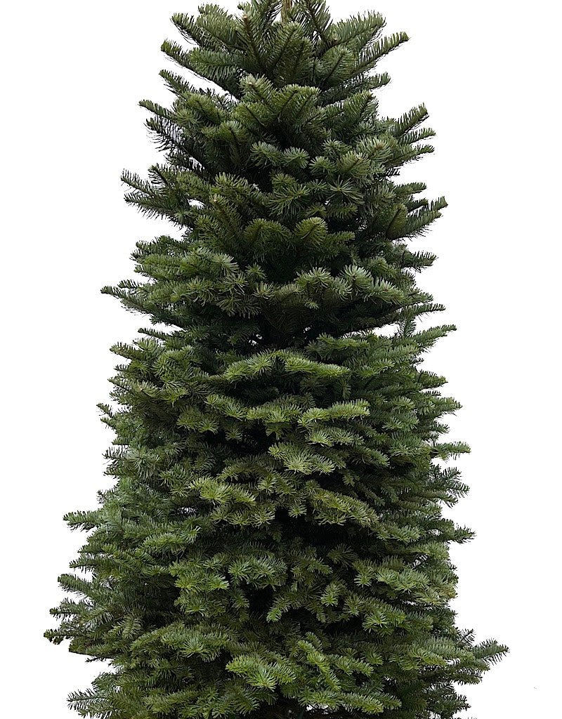 Christmas Tree - The Garden Corner