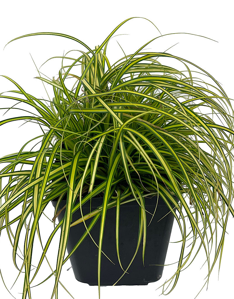 Carex oshimensis 'EverColor Eversheen' 1 Gallon