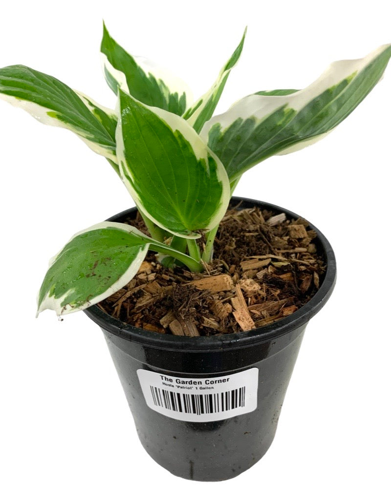 Hosta 'Patriot'
