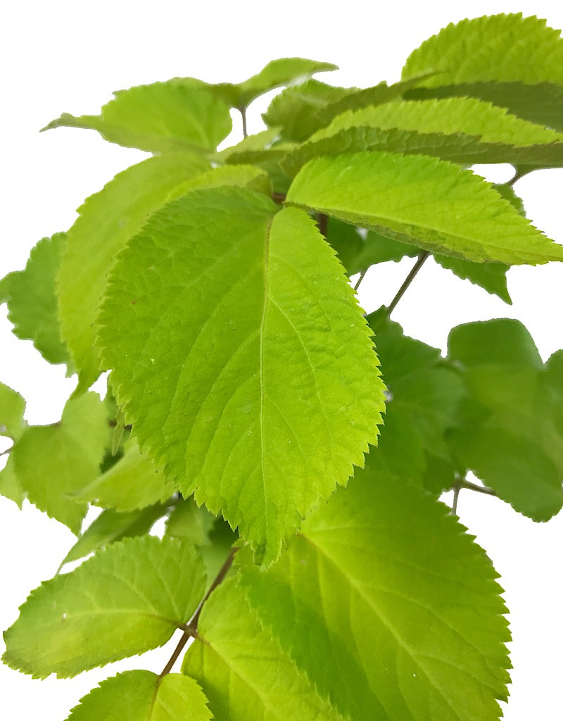 Aralia cordata 'Sun King' 1 Gallon
