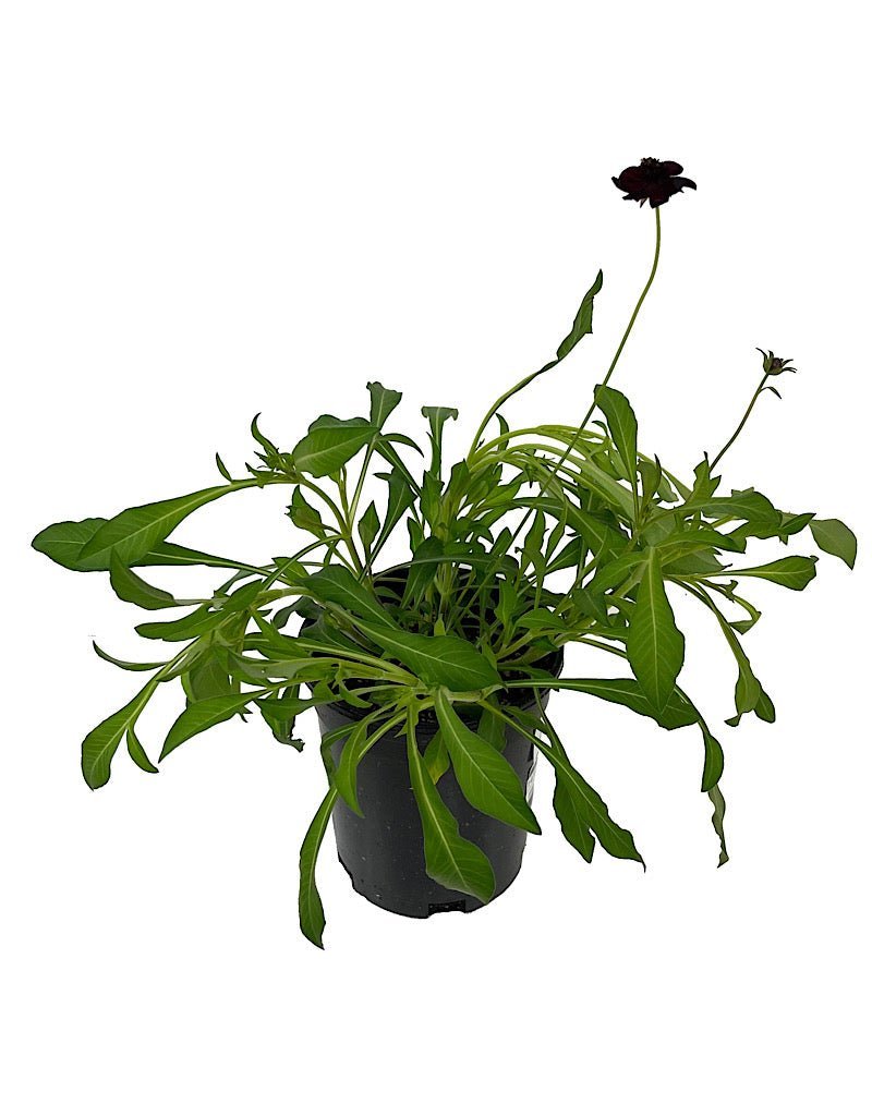 Cosmos 'Choca Mocha' - The Garden Corner