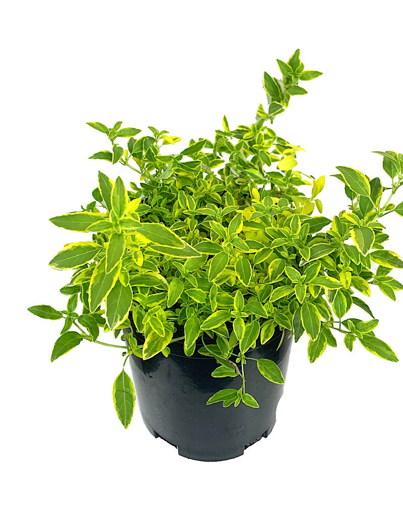 Fuchsia magellanica 'Sharpitor Aurea' 1 Gallon