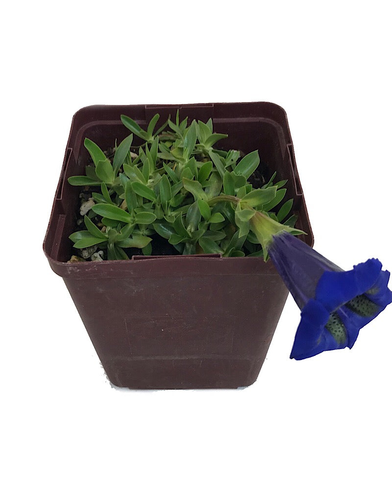 Gentiana a. 'Holzmann' - Quart