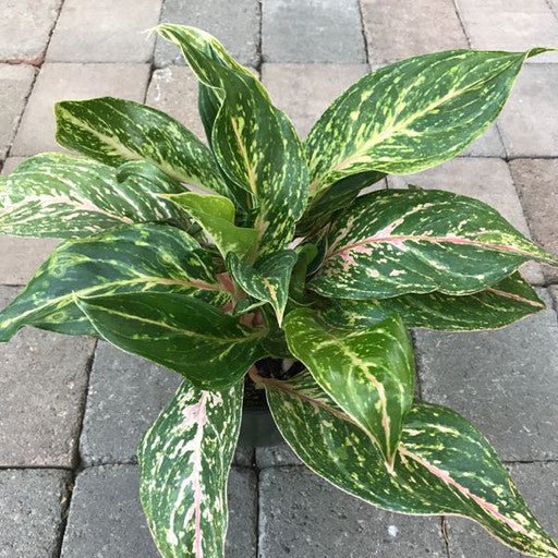 Aglaonema - 6 inch - The Garden Corner