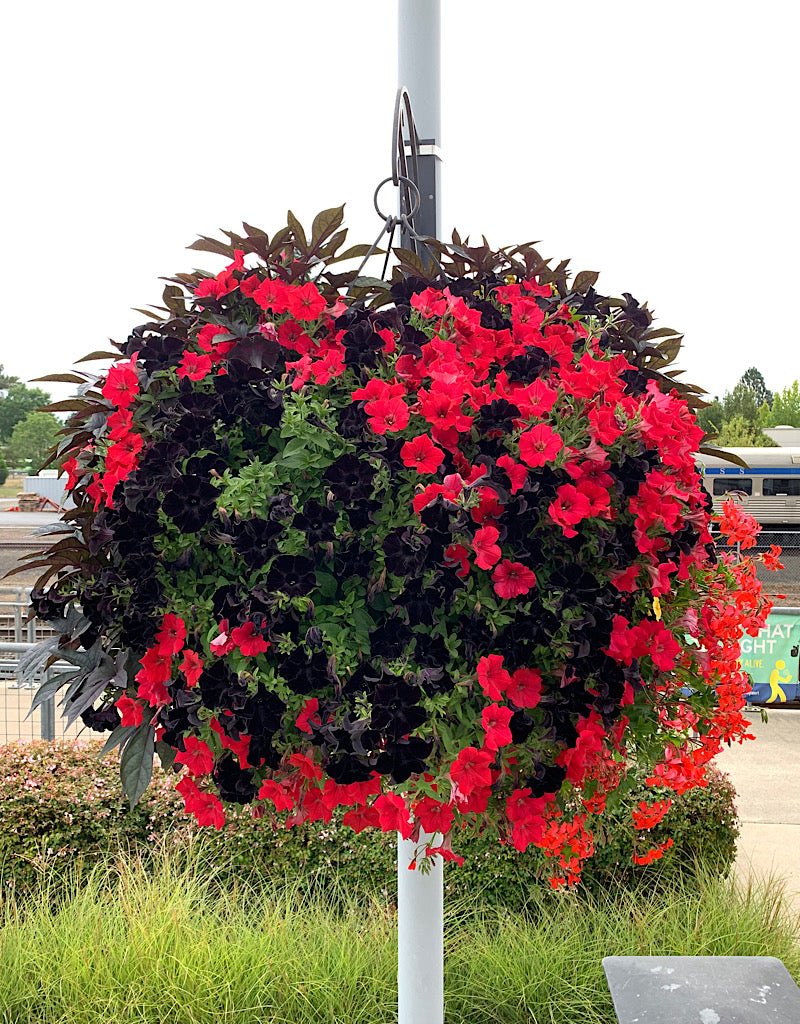 Our Passion Basket - Pre-Order - Annuals