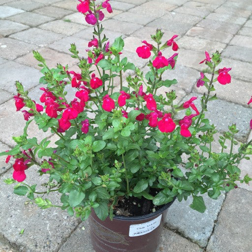 Salvia microphylla 'Free Speech' 1 Gallon