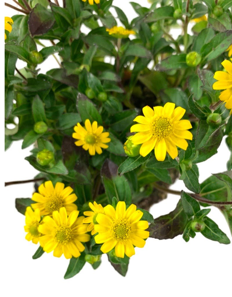 Sanvitalia 'Sunvy Super Gold' 4 Inch - The Garden Corner