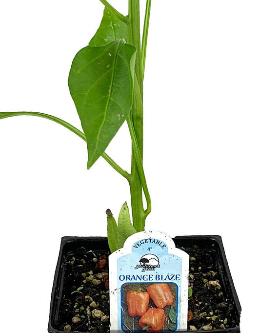 Pepper 'Orange Blaze' - The Garden Corner