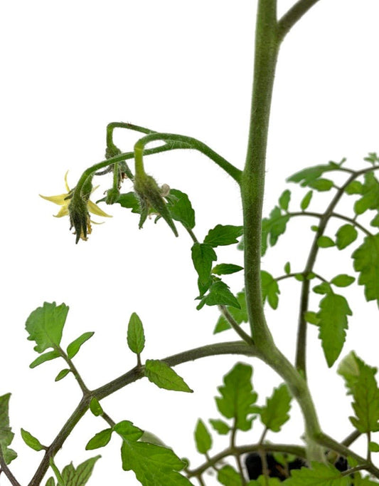 Tomato 'Better Boy' 4 Inch - The Garden Corner