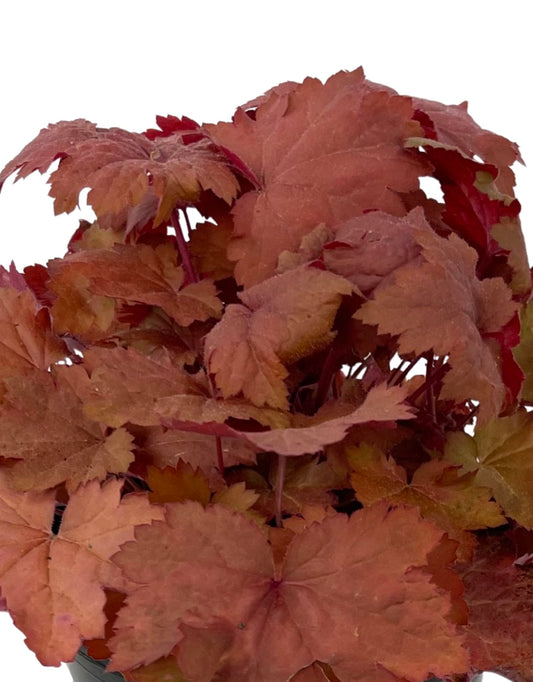 Heuchera 'Magma' 1 Gallon - The Garden Corner