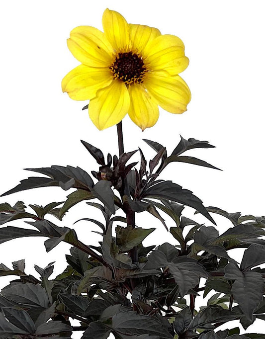 Dahlia 'Mystic Illusion Yellow' 1 Gallon - The Garden Corner