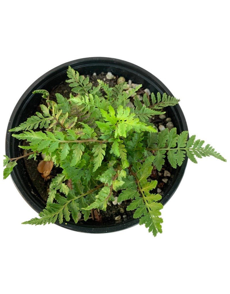 Athyrium niponicum 'Pewter Lace' - The Garden Corner