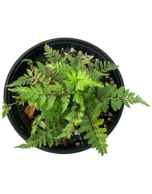 Athyrium niponicum 'Pewter Lace' - The Garden Corner