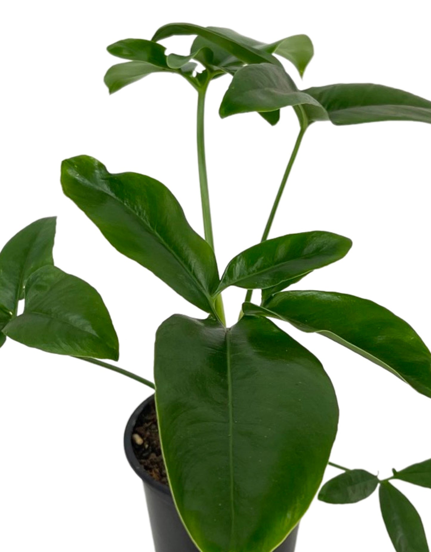 Philodendron goeldii Quart - The Garden Corner