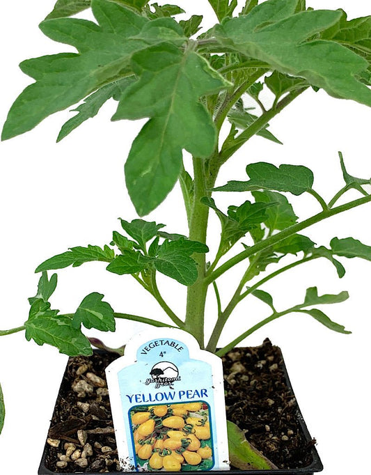 Tomato 'Yellow Pear' - The Garden Corner