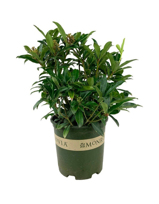 Skimmia japonica Male - The Garden Corner