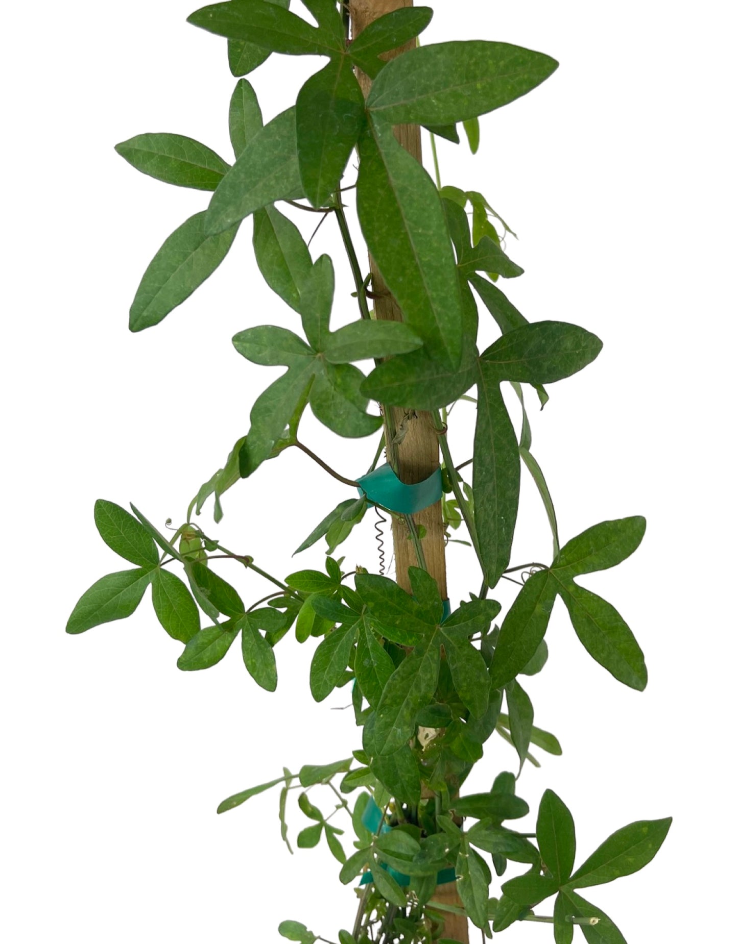 Passiflora caerulea 1 Gallon - Shrubs