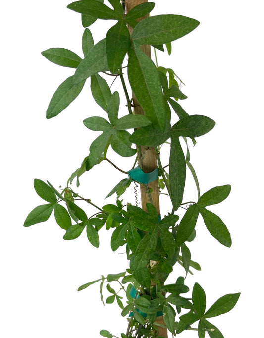 Passiflora caerulea 1 Gallon - The Garden Corner