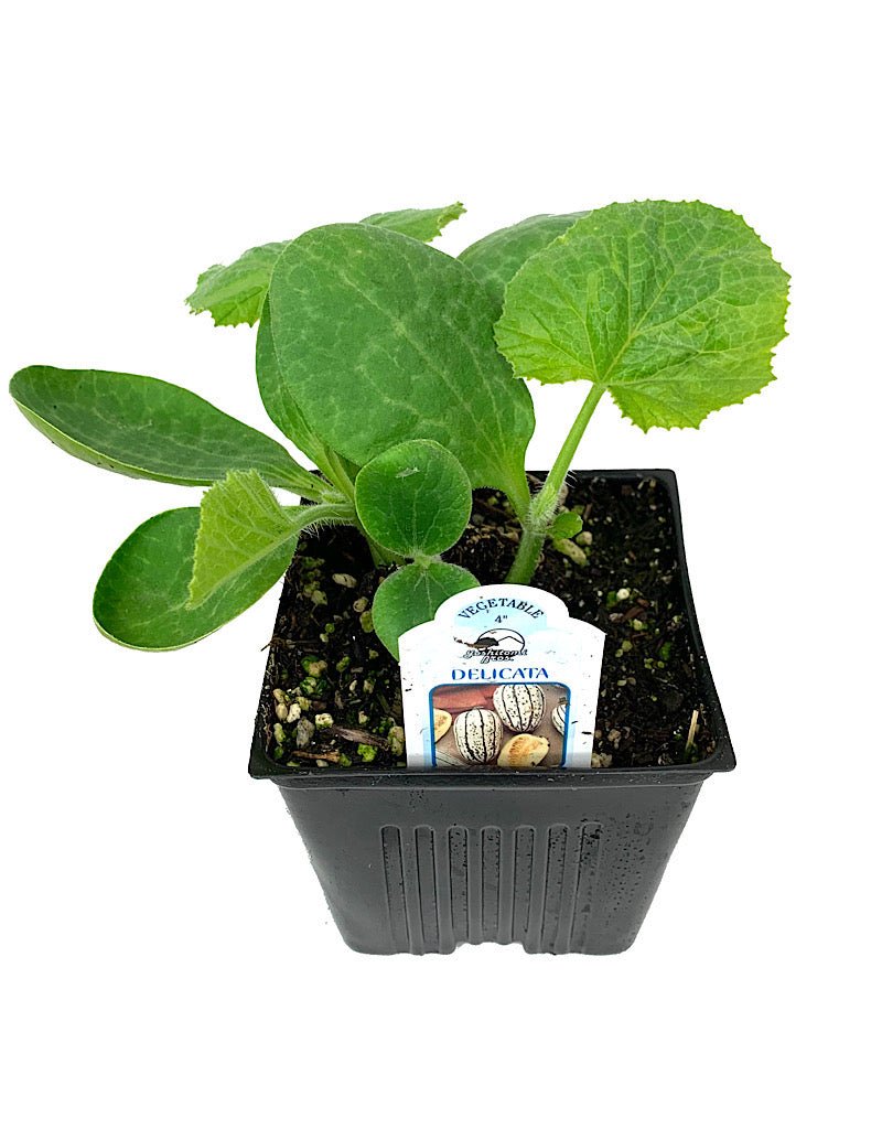 Squash 'Delicata Bush' 4 inch - The Garden Corner