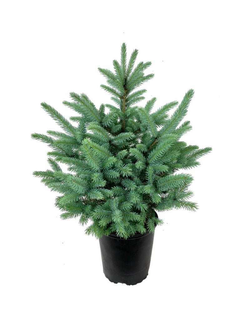 Picea pungens 'Baby Blue' - Shrubs