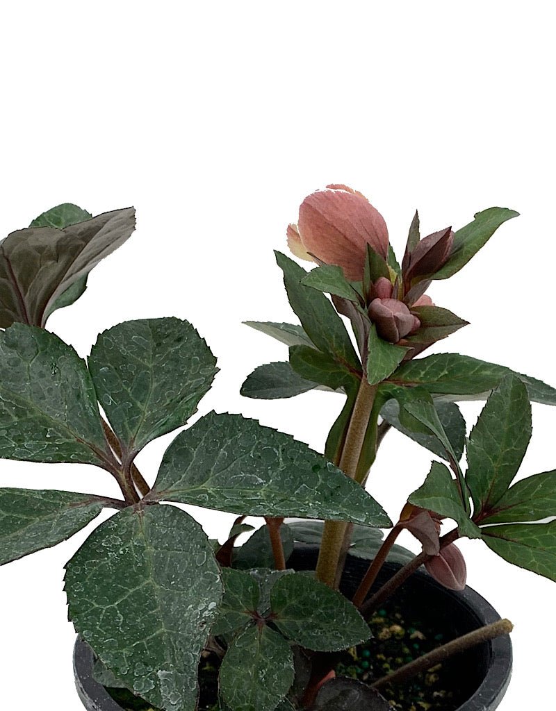 Helleborus x. ballardiae 'Merlin' - The Garden Corner