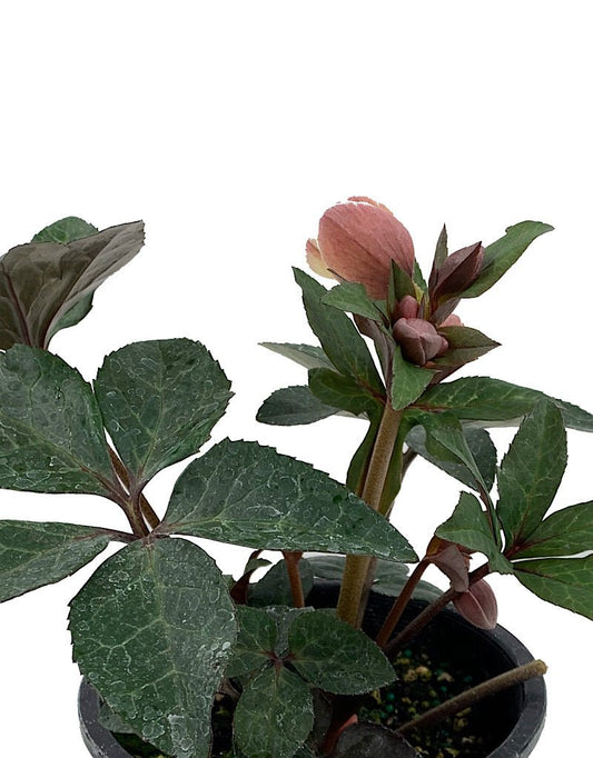 Helleborus x. ballardiae 'Merlin' - The Garden Corner