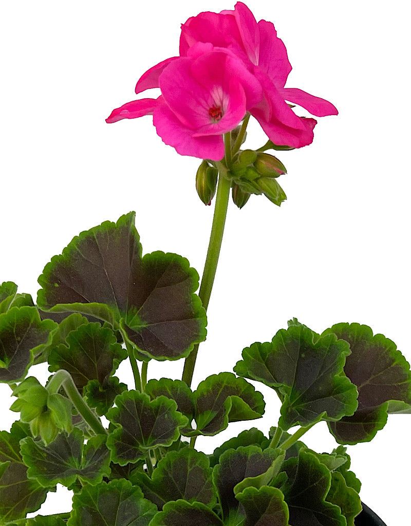 Geranium Fancy Leaf 'Chocolate Dragonfruit'