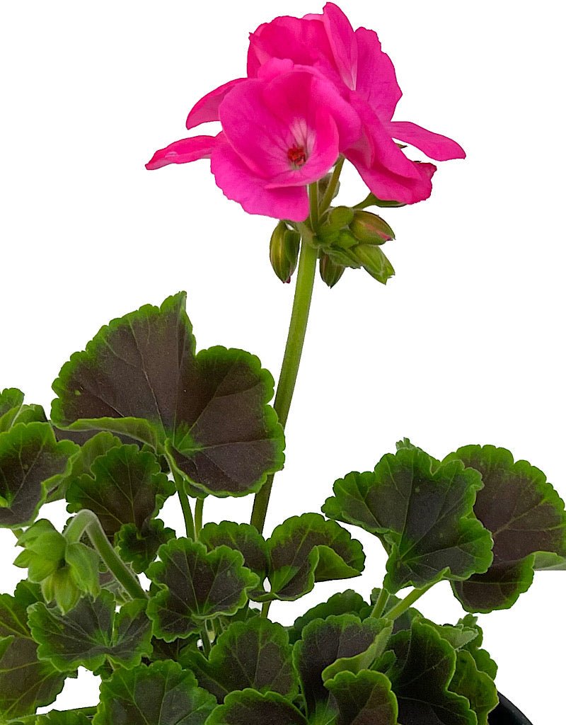 Geranium Fancy Leaf 'Chocolate Dragonfruit' - The Garden Corner