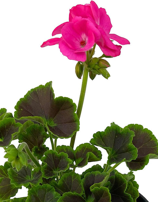 Geranium Fancy Leaf 'Chocolate Dragonfruit' - The Garden Corner