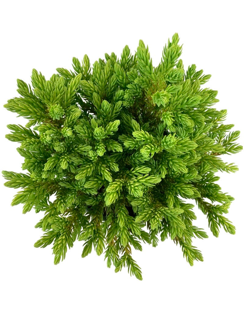Cryptomeria japonica 'Dragon Prince'