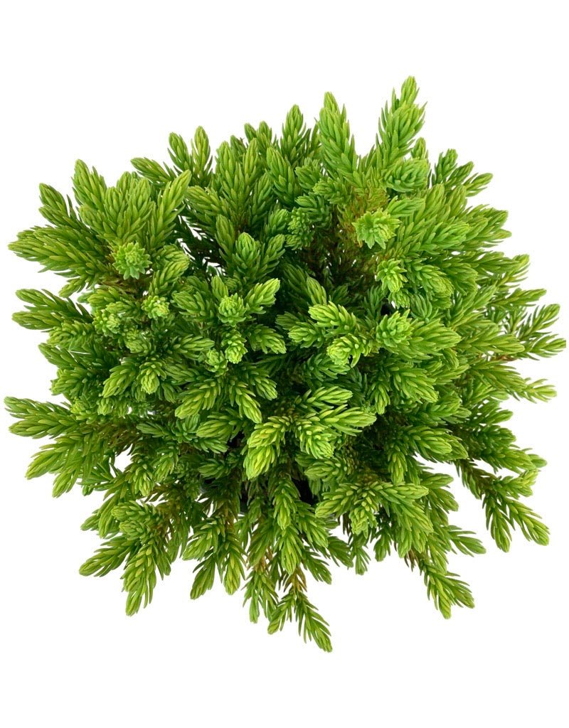 Cryptomeria japonica 'Dragon Prince' - The Garden Corner