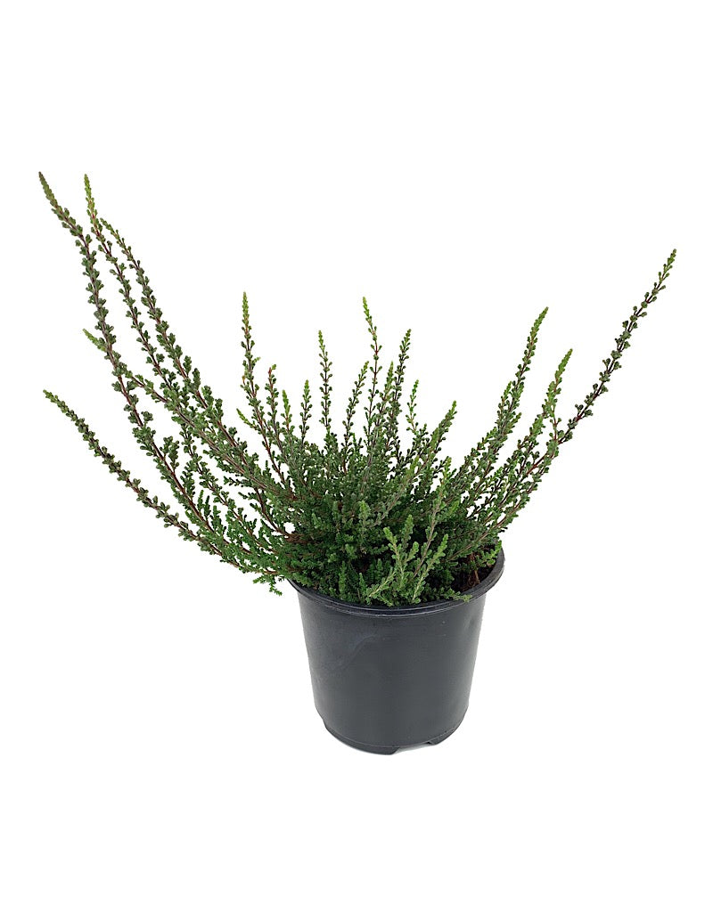 Calluna vulgaris 'Zalina' 4 inch