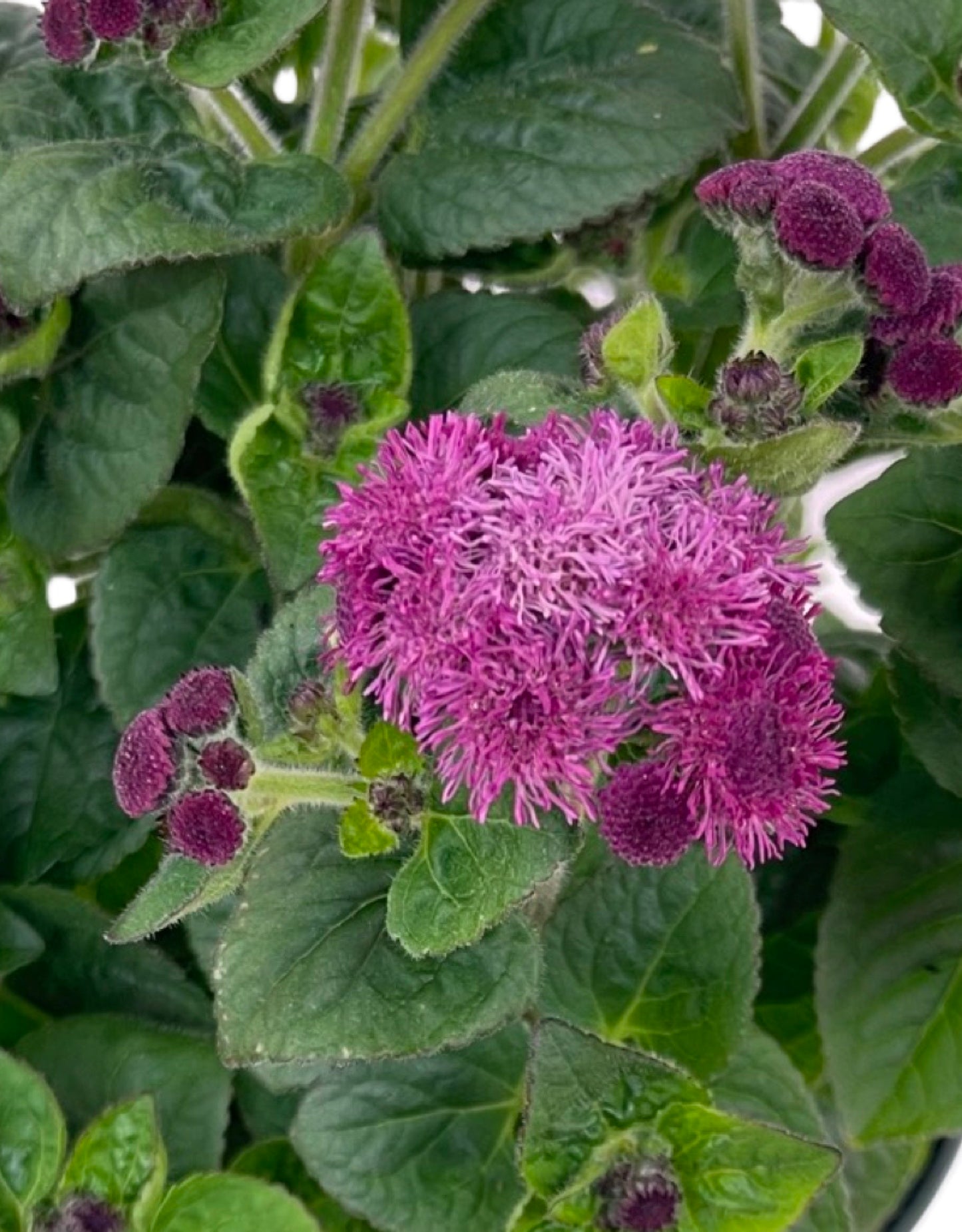 Ageratum 'Aguilera Dark Pink' 6 Inch - The Garden Corner