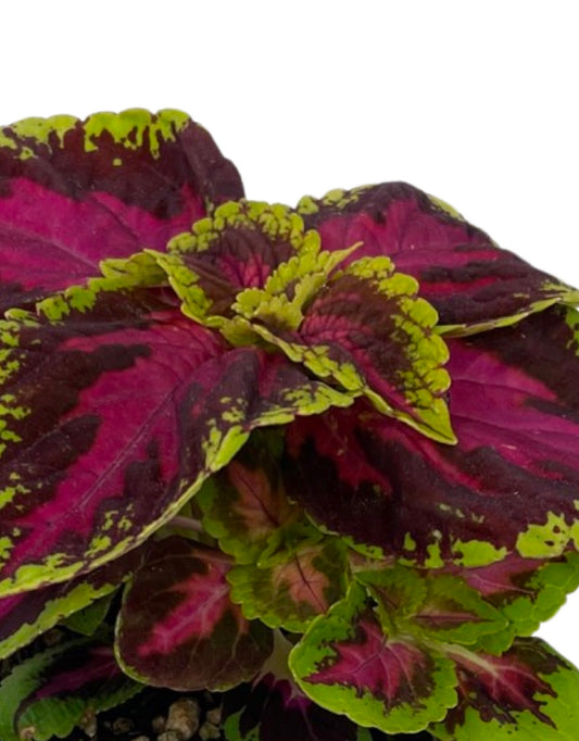 Coleus 'French Quarter' 4 Inch - The Garden Corner