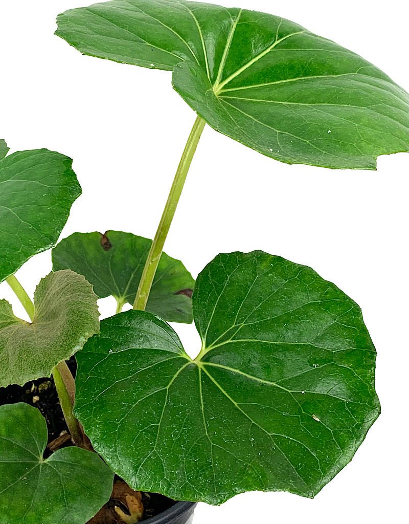 Farfugium japonicum €˜Gigantea' 1 Gallon - The Garden Corner