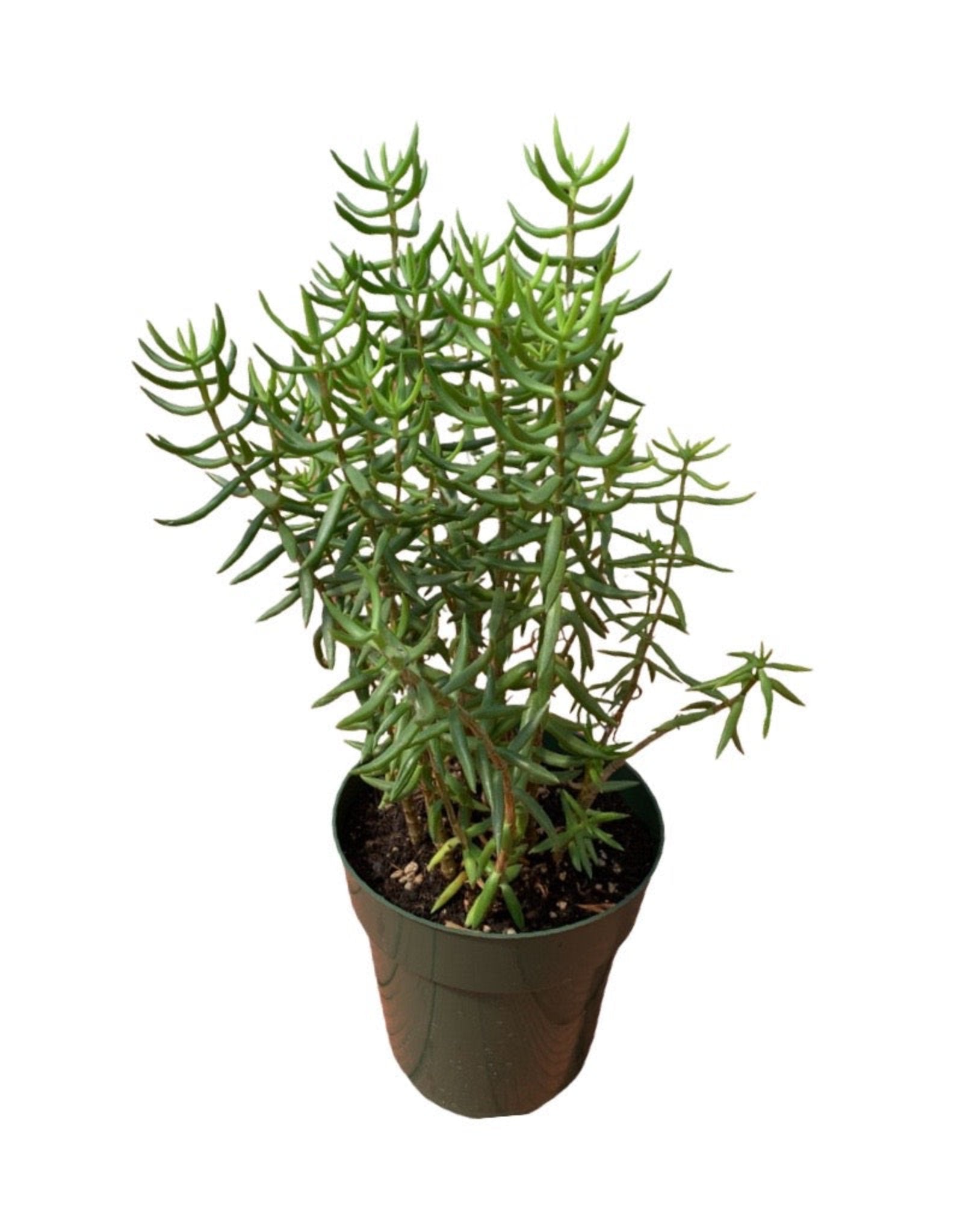 tetragona succulent Crassula tetragona – The Garden Corner