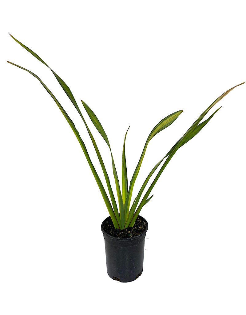 Phormium 'Yellow Wave' 1 Gallon