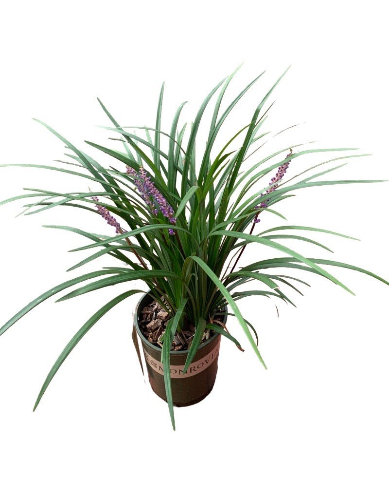 Liriope muscari 'Emerald Goddess' 1 Gallon - The Garden Corner