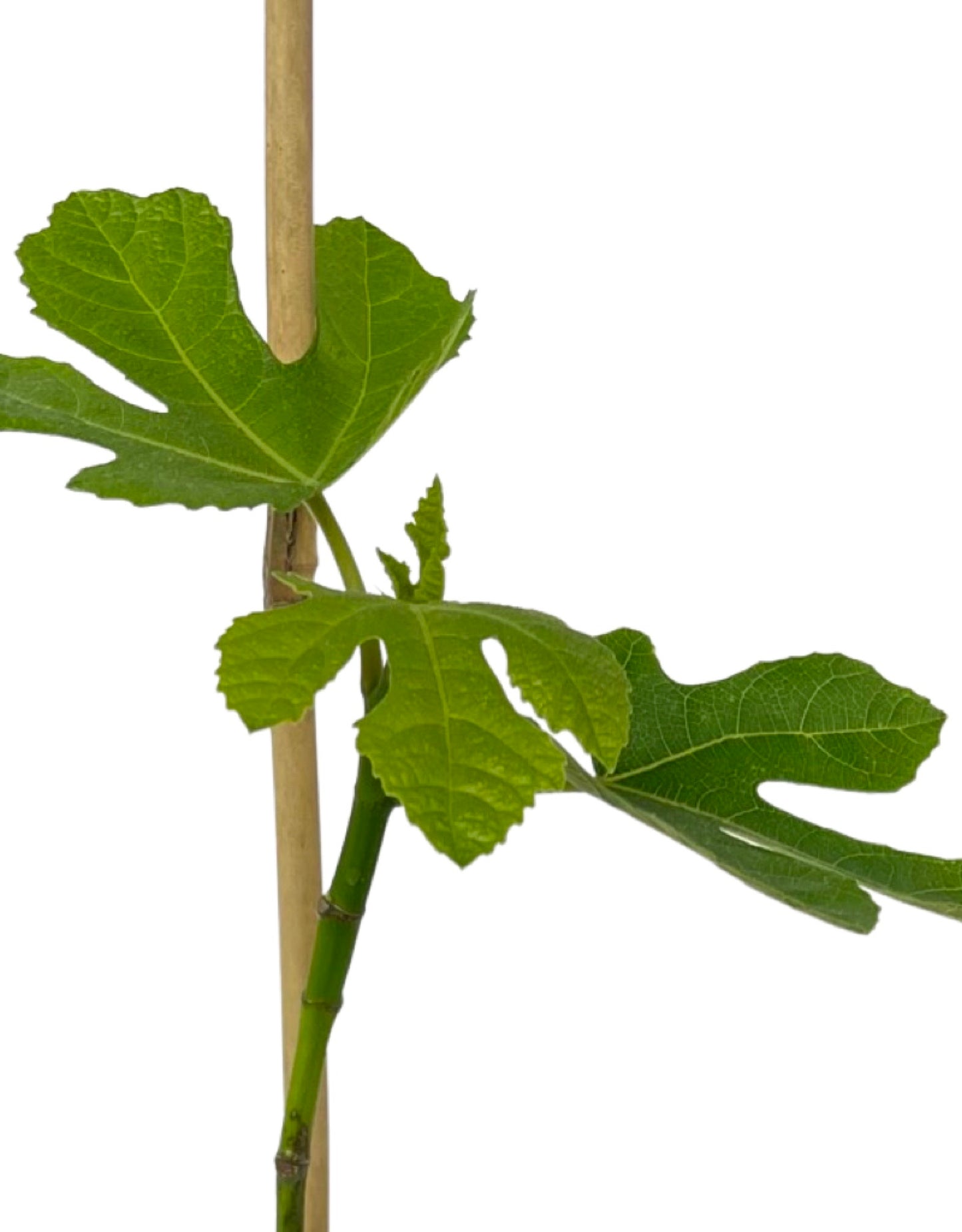 Ficus carica 'Olympian'