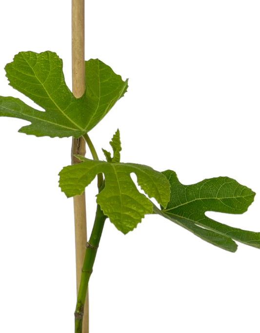 Ficus carica 'Olympian' - The Garden Corner