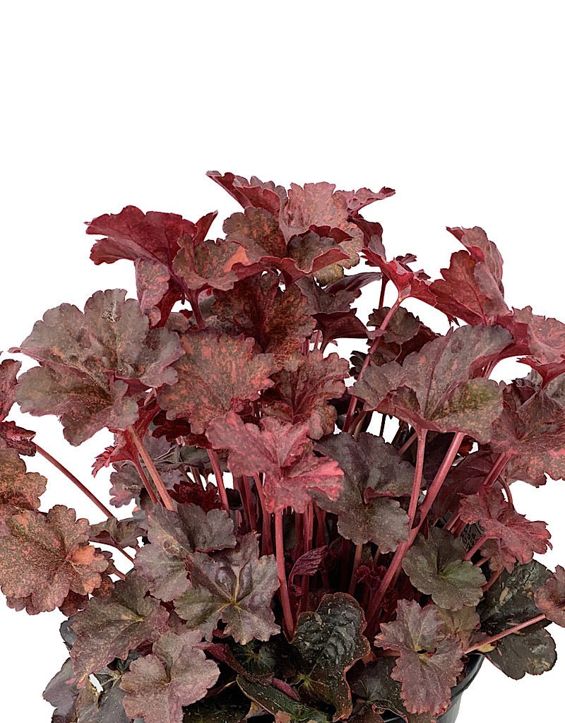 Heuchera 'Midnight Rose' - The Garden Corner