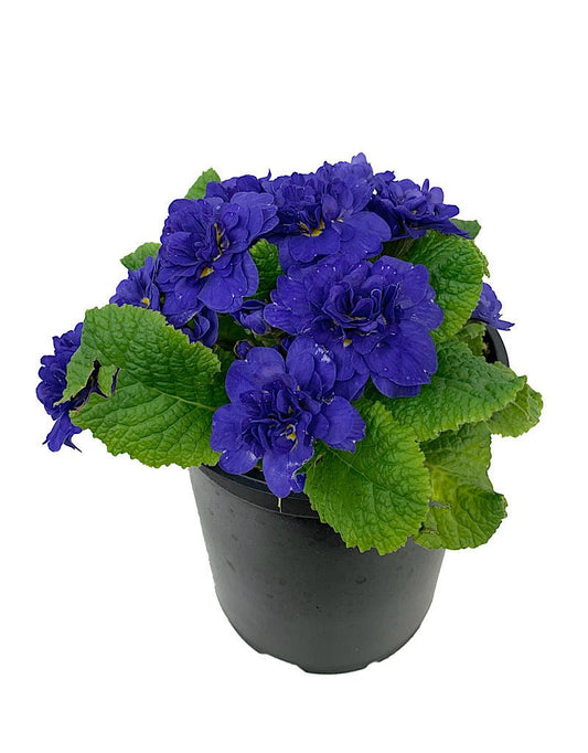 Primula belarina - The Garden Corner