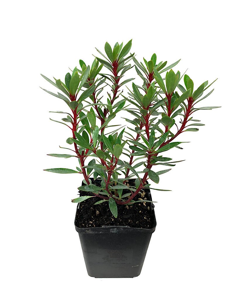 Drimys lanceolata - The Garden Corner