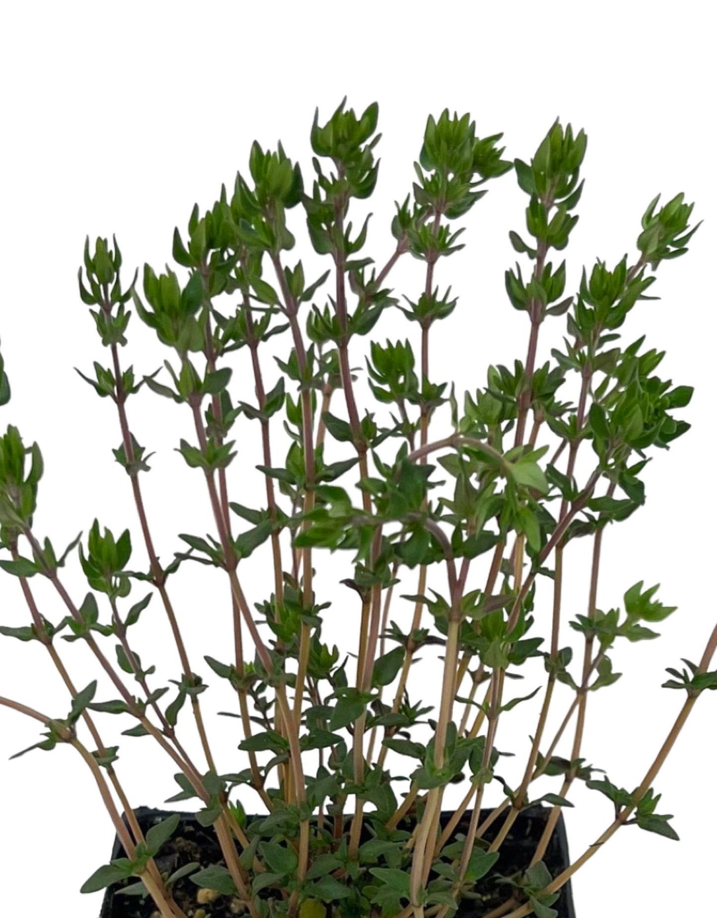 Thymus v. 'Narrow Leaf French' 4 Inch - The Garden Corner