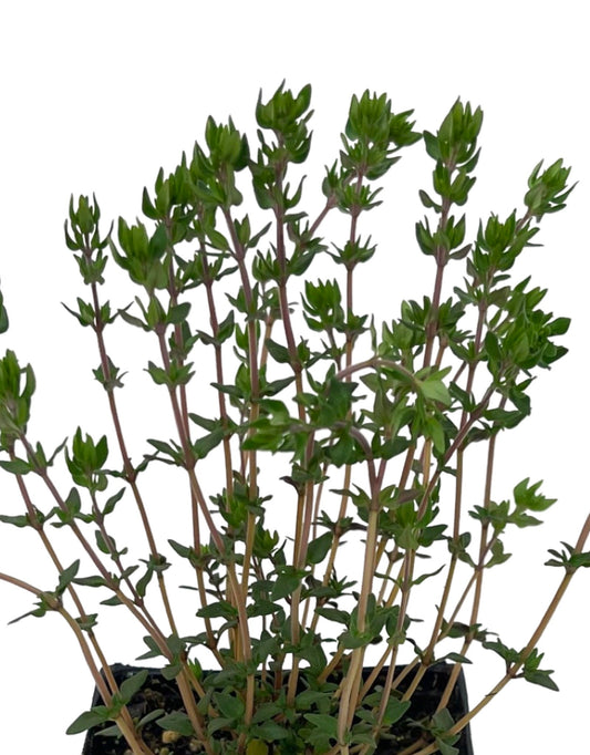 Thymus v. 'Narrow Leaf French' 4 Inch - The Garden Corner